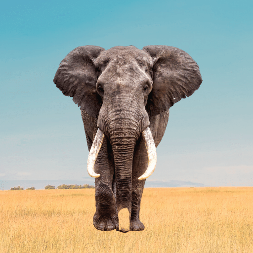 Elephant Sounds logo