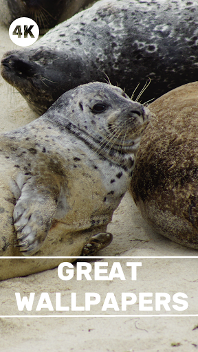 Seal Wallpapers - Screen Background