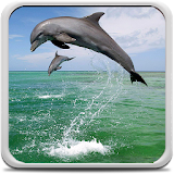 Wild Dolphins Live Wallpaper icon