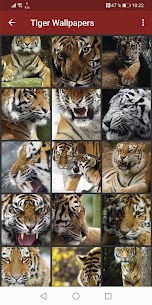 Tiger Wallpapers 5