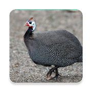 Top 33 Music & Audio Apps Like Guinea Fowl Sound Collections ~ Sclip.app - Best Alternatives