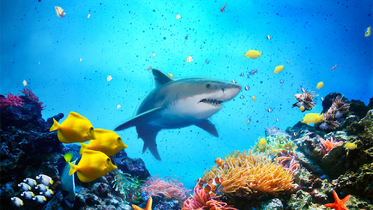 The Shark 1
