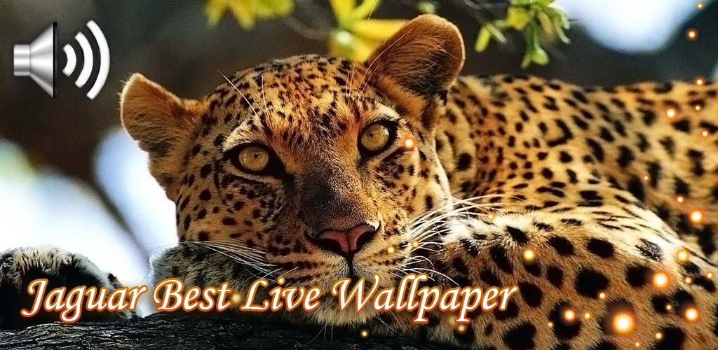 Download Jaguars Live Wallpaper Free for Android - Jaguars Live Wallpaper  APK Download 
