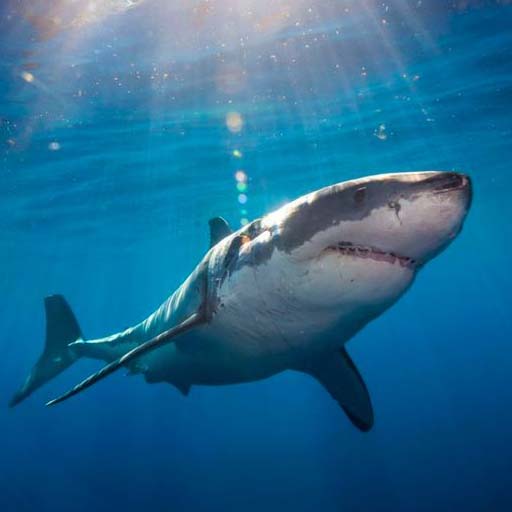 Shortfin Mako Shark Wallpapers logo