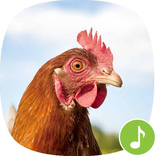 Appp Io チキンサウンド Google Play のアプリ