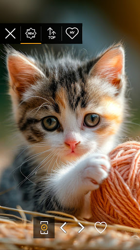 Wallpapers 4K with cats Screen 3