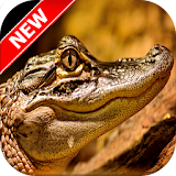 Alligator Wallpapers icon