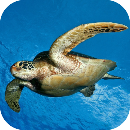 Sea Turtle Underwater logo