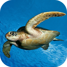 「Sea Turtle Underwater」圖示圖片