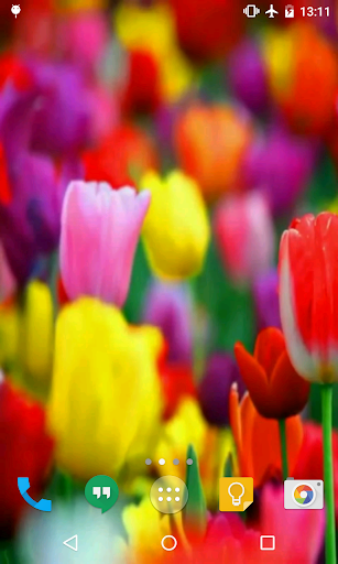 Tulips Live Wallpaper Screen 2