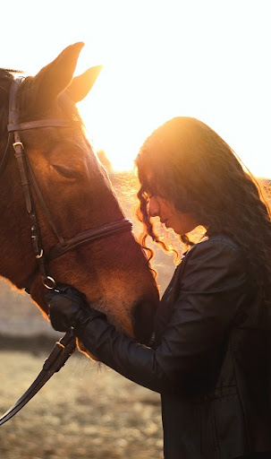 Horses Wallpapers Screen 2