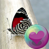 Butterflies HD Wallpapers icon