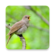 Nightingale Bird Sound Collections ~ Sclip.app