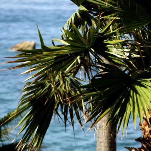 beach palm tree wallpaper logo