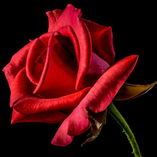 Rose Wallpapers logo