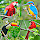 Bird sounds