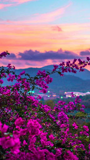Flower Nature Wallpapar HD 4K Screen 2