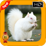 Squirrel Wallpapers icon