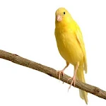 canary Apk