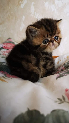 Exotic Shorthair WP Screen 2
