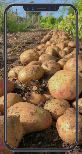 How to Plant Potatoes