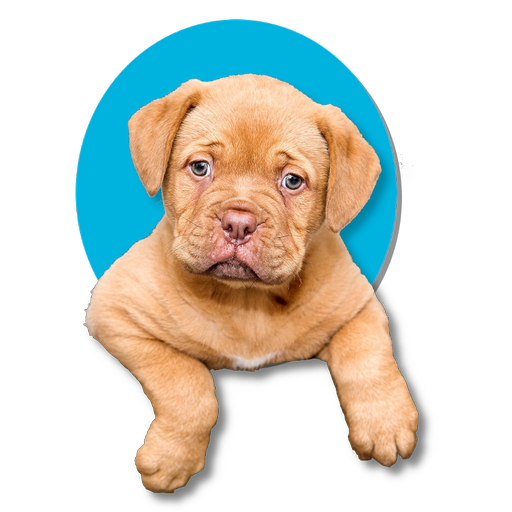 k9 Links logo