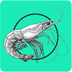 Cover Image of Download Shrimp Farming BD  APK