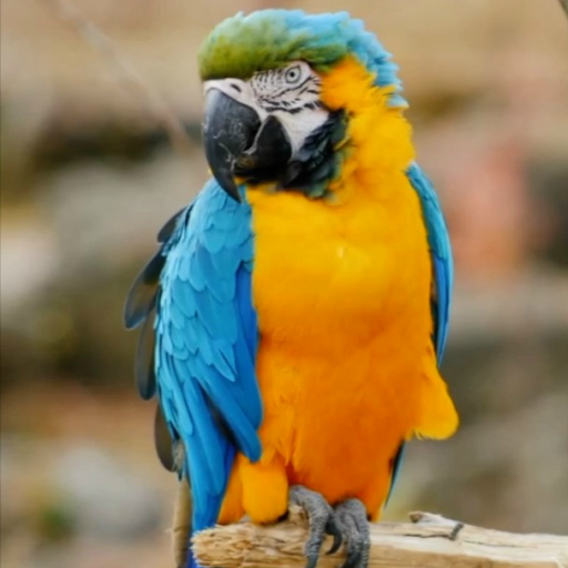 3d Birds Live Wallpaper logo