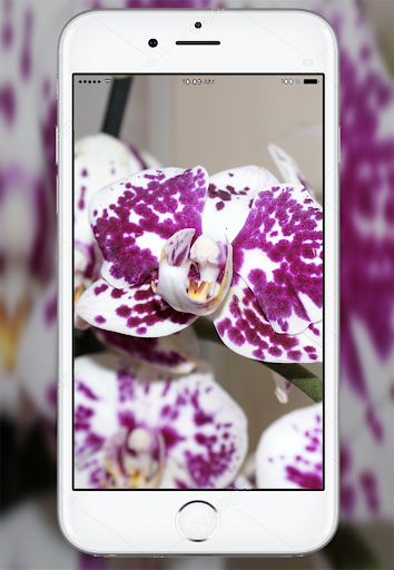 Orchid Flowers Wallpaper Screen 3