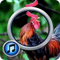 Suara Ayam Terbaru MP3 Offline