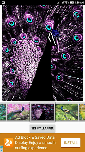 Android application Peacock Live Wallpaper screenshort