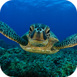Sea Turtle Live Wallpaper FREE icon