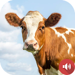 Cover Image of Download Cow Sounds  APK