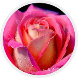 Gambar Bunga Mawar - Wallpaper Keren icon