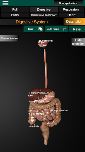 Internal Organs in 3D Anatomy