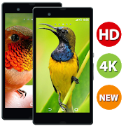 Top 45 Personalization Apps Like Hummingbird HD Wallpapers 4k & Full HD Wallpapers - Best Alternatives