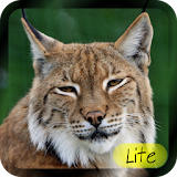 Learn Animal for Kids LITE icon