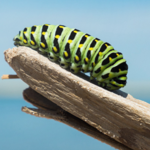 Caterpillar Wallpapers 3.0 Icon