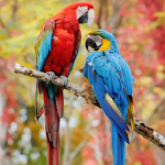 Cover Image of 下载 Beauty Birds Live Wallpaper  APK