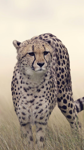 Cheetah Wallpapers Screen 3