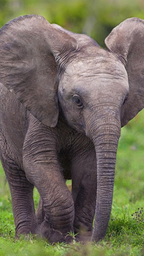 Zoo Live Wallpaper Screen 2