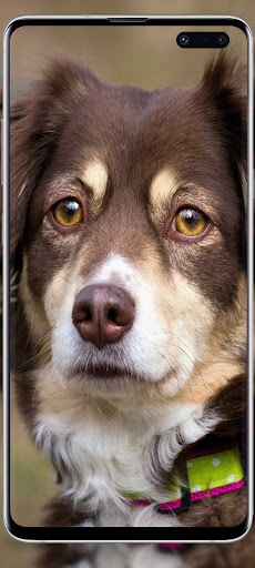 Dog cute wallpapers Screen 3