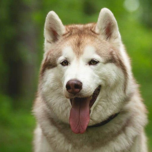 Alaskan Malamute for  Android – Latest Version & Features app icon