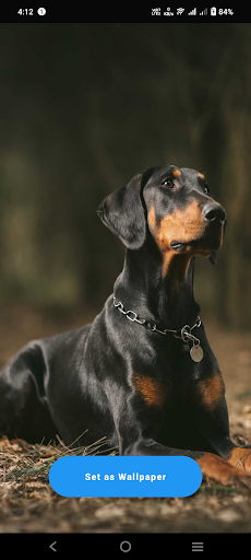 Android application Doberman Wallpaper screenshort