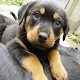 Rottweiler puppies wallpaper Download on Windows