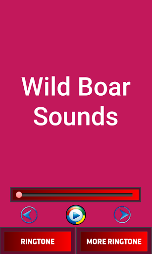 Wild Boar Sounds