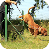 Dog Training Video icon