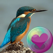 Top 21 Lifestyle Apps Like Hummingbirds HD Wallpaper - Best Alternatives