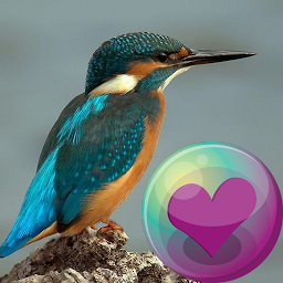 Ikonbild för Hummingbirds HD Wallpaper