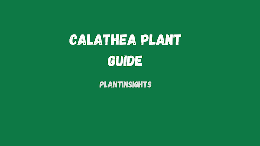 Calathea plant care Guide